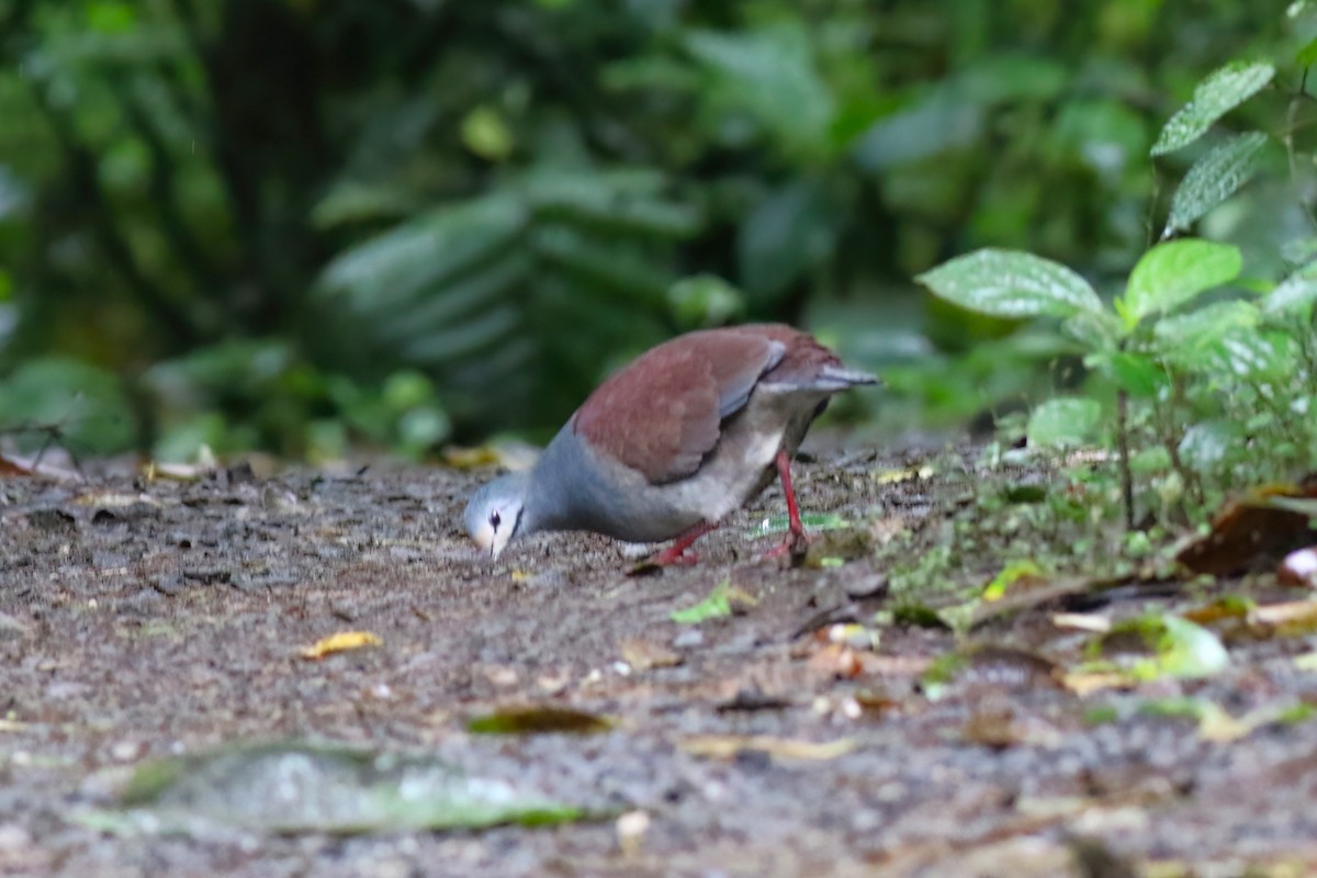 Buff-fronted Quail-Dove - ML640863076