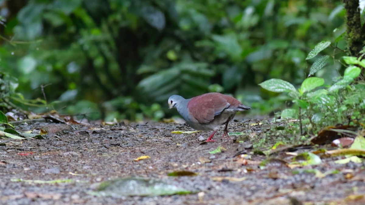Buff-fronted Quail-Dove - ML640863077