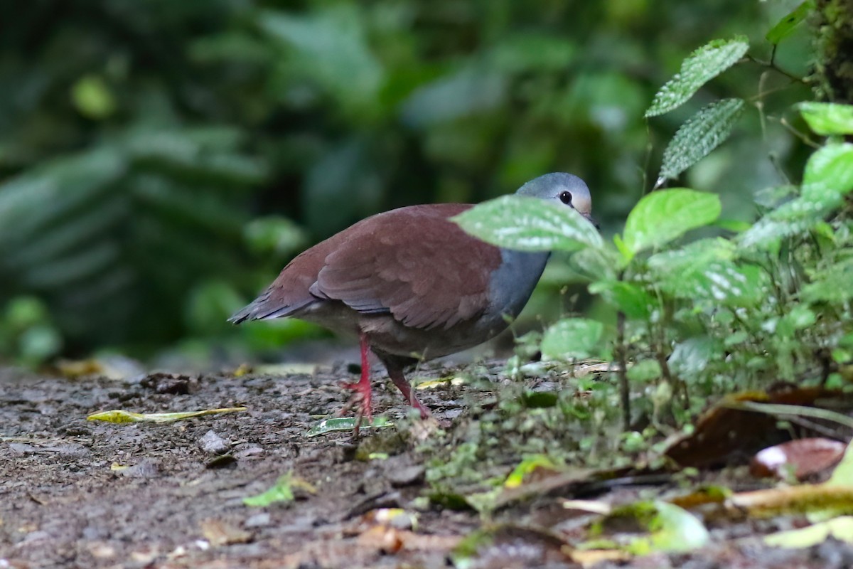 Buff-fronted Quail-Dove - ML640863078