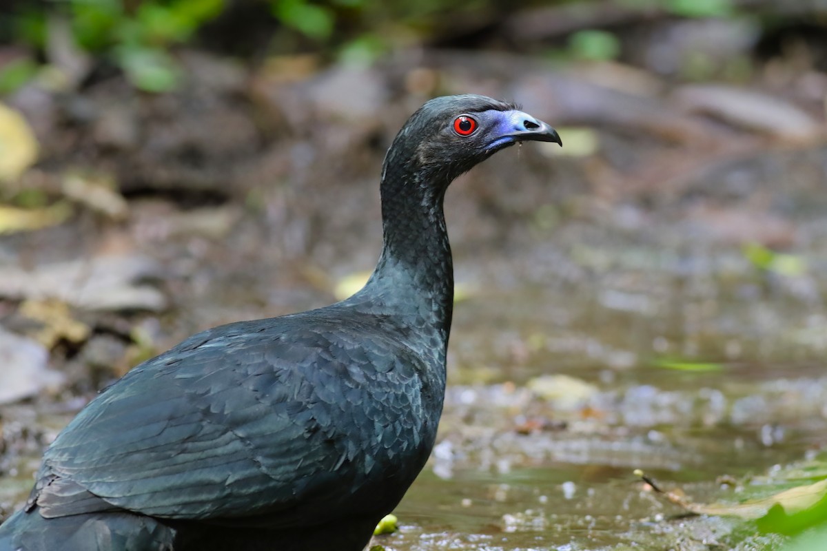 Schwarzguan - ML640863080