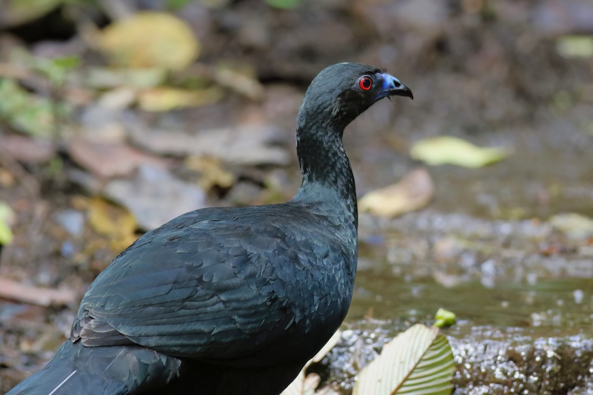 Schwarzguan - ML640863081