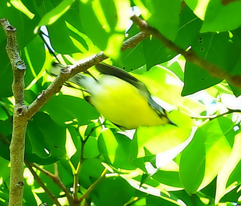 Adelaide's Warbler - ML640863086