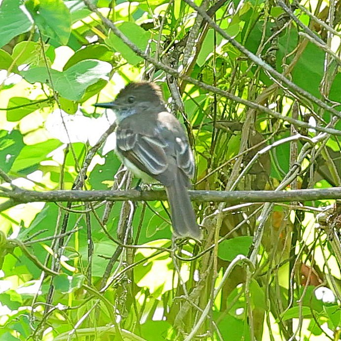 Puerto Rican Flycatcher - ML640863116