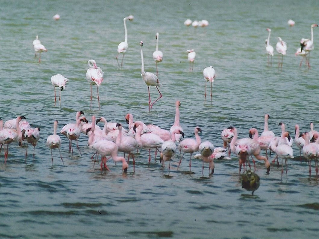 Lesser Flamingo - ML640863140