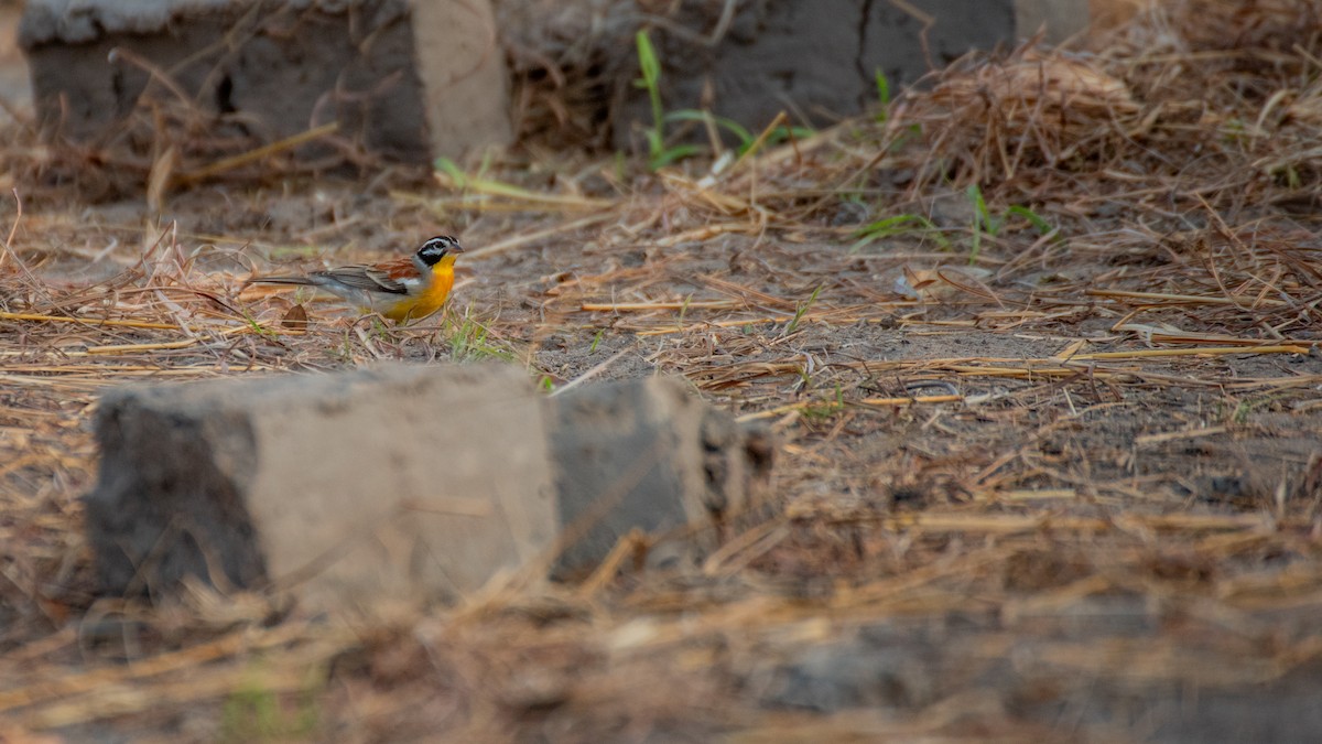 Golden-breasted Bunting - ML640863199