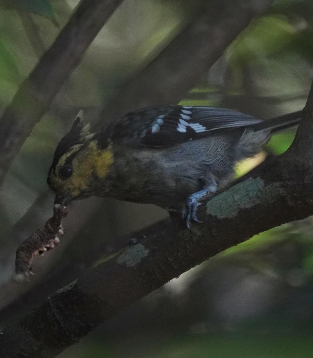 Yellow-cheeked Tit - ML640863208