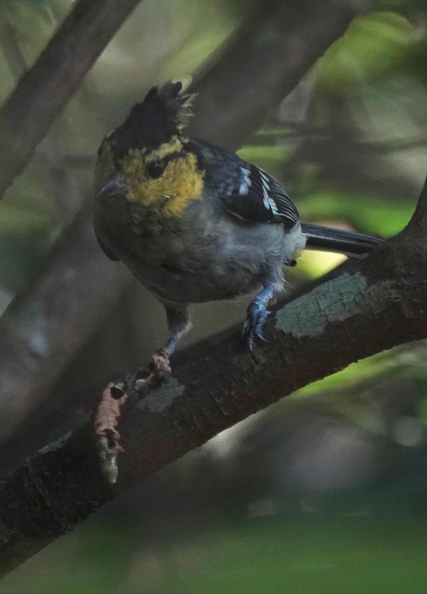 Yellow-cheeked Tit - ML640863209