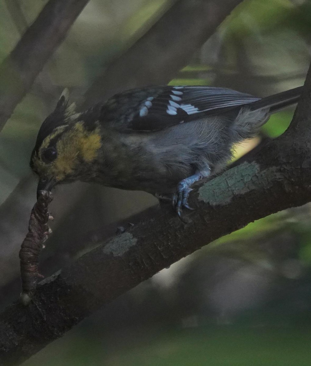 Yellow-cheeked Tit - ML640863211