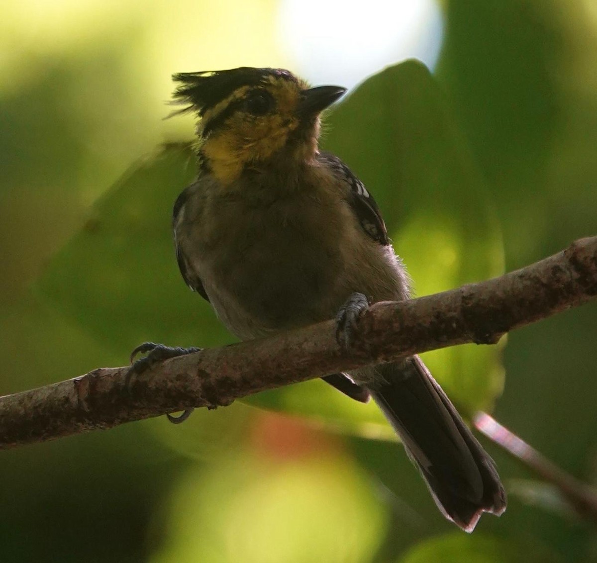 Yellow-cheeked Tit - ML640863212