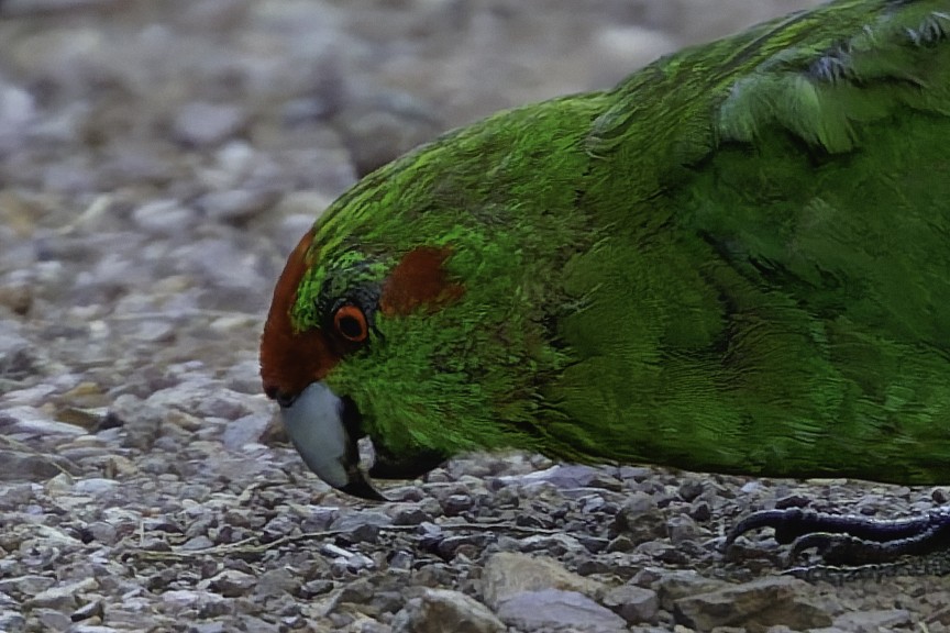 Red-crowned Parakeet - ML640863242