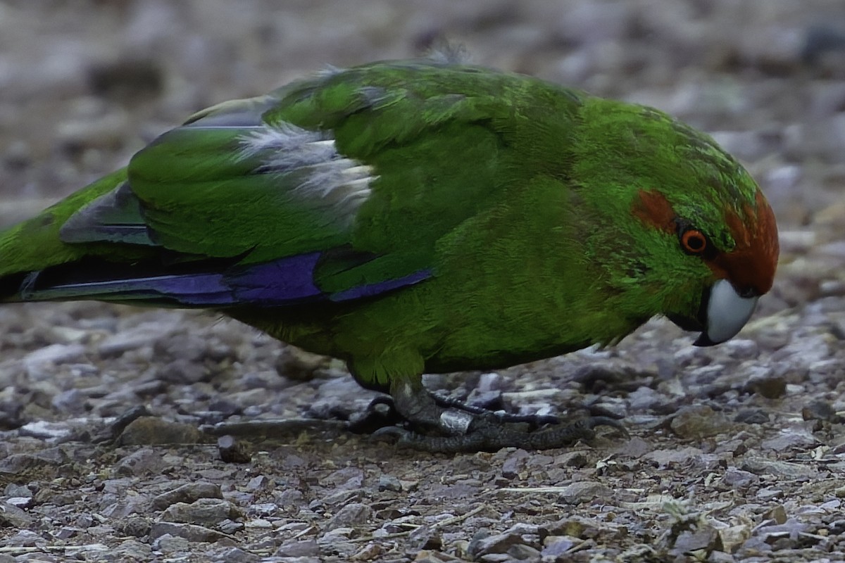 Red-crowned Parakeet - ML640863244