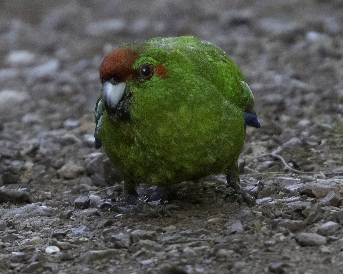 Red-crowned Parakeet - ML640863245