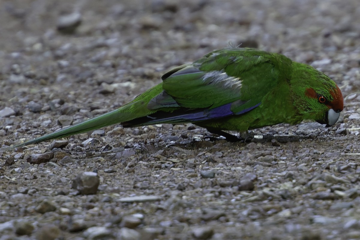 Red-crowned Parakeet - ML640863246