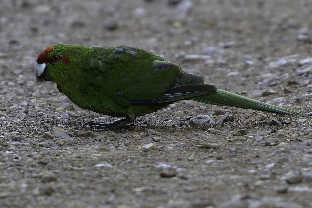 Red-crowned Parakeet - ML640863247