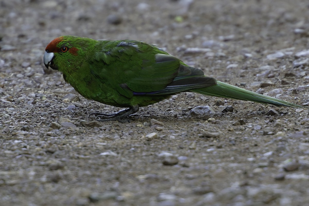 Red-crowned Parakeet - ML640863248