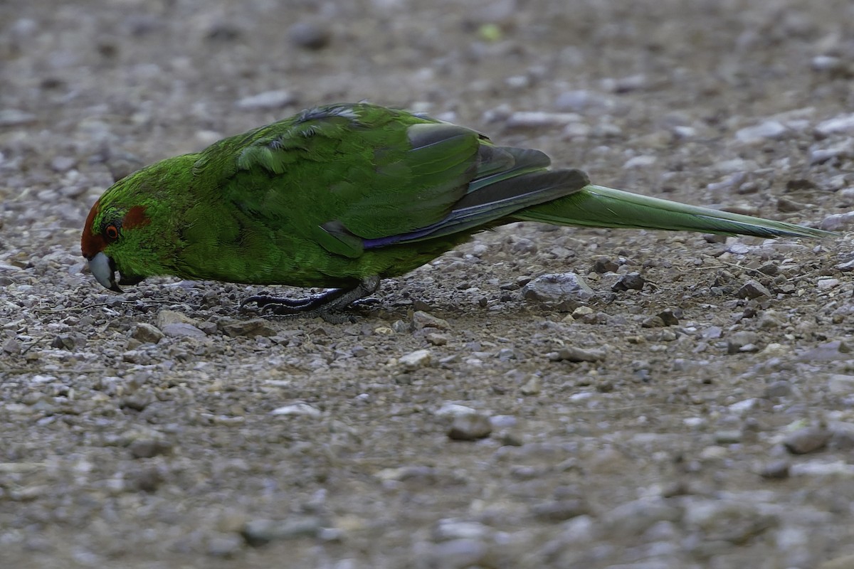 Red-crowned Parakeet - ML640863249