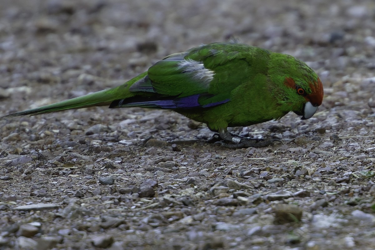 Red-crowned Parakeet - ML640863250