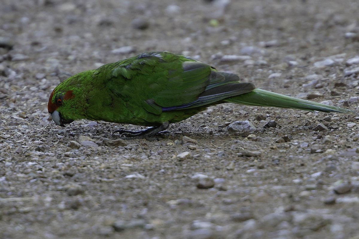 Red-crowned Parakeet - ML640863251