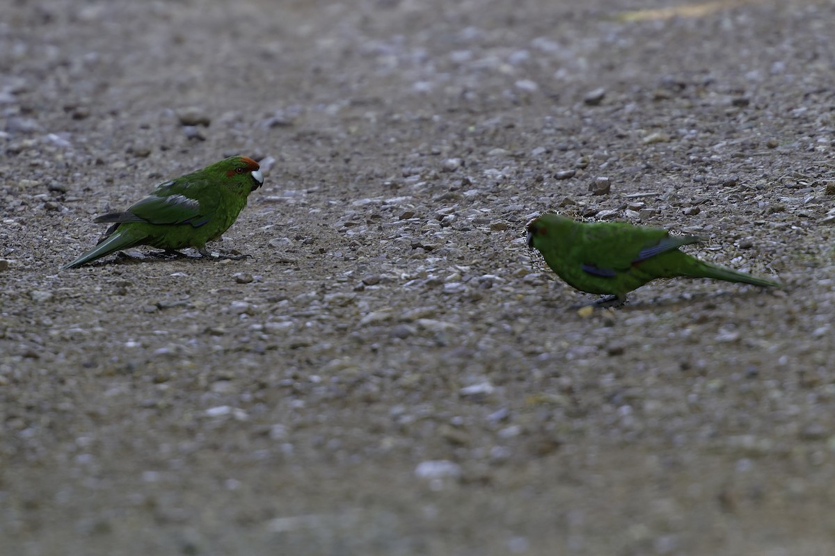 Red-crowned Parakeet - ML640863252