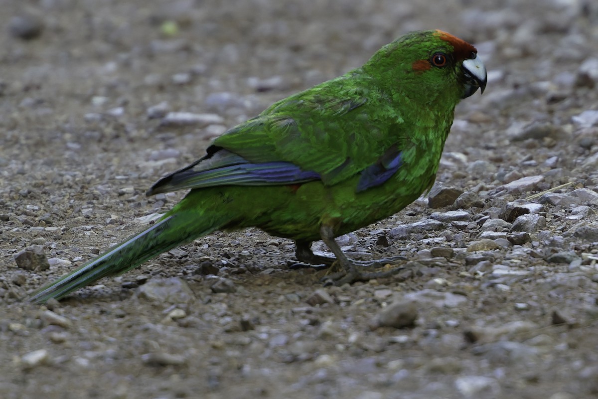 Red-crowned Parakeet - ML640863253
