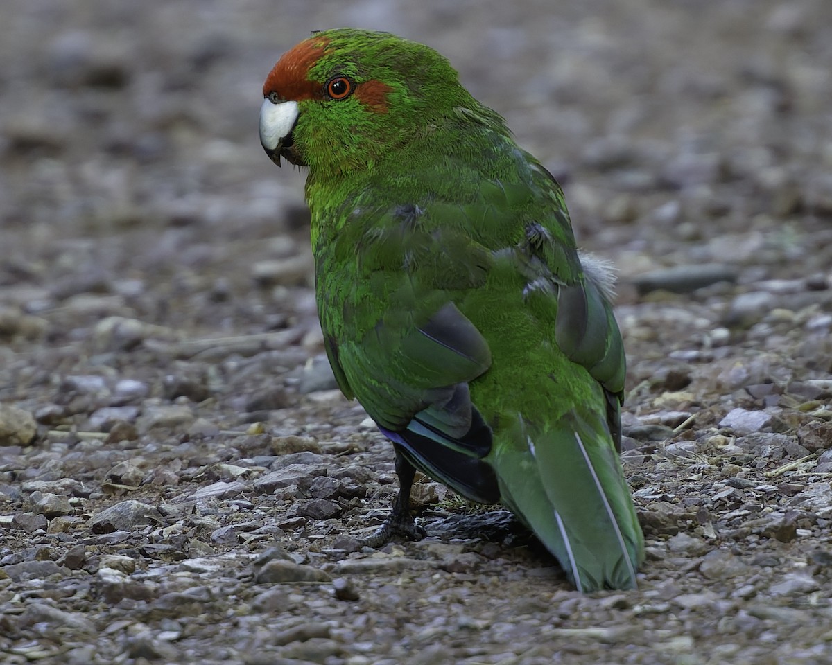Red-crowned Parakeet - ML640863254