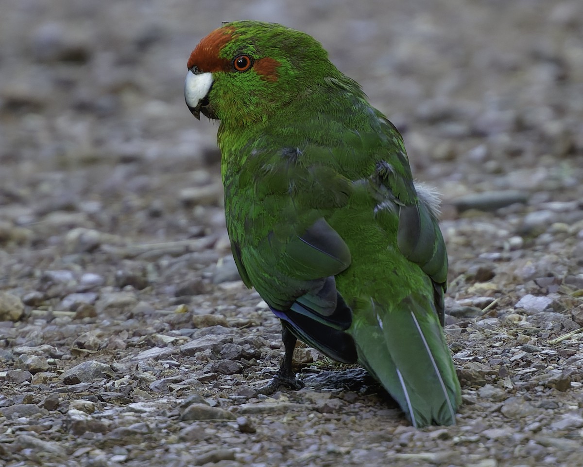 Red-crowned Parakeet - ML640863255