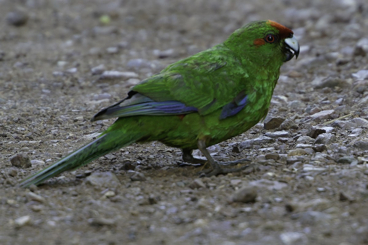 Red-crowned Parakeet - ML640863256