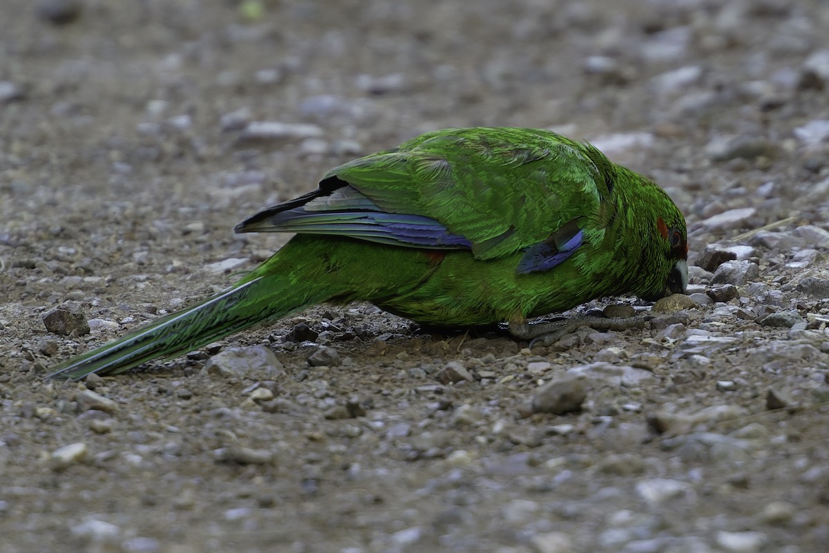Red-crowned Parakeet - ML640863257