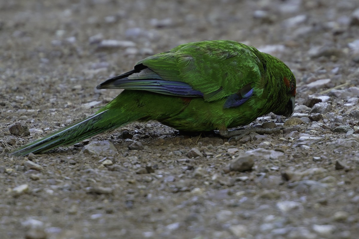Red-crowned Parakeet - ML640863258