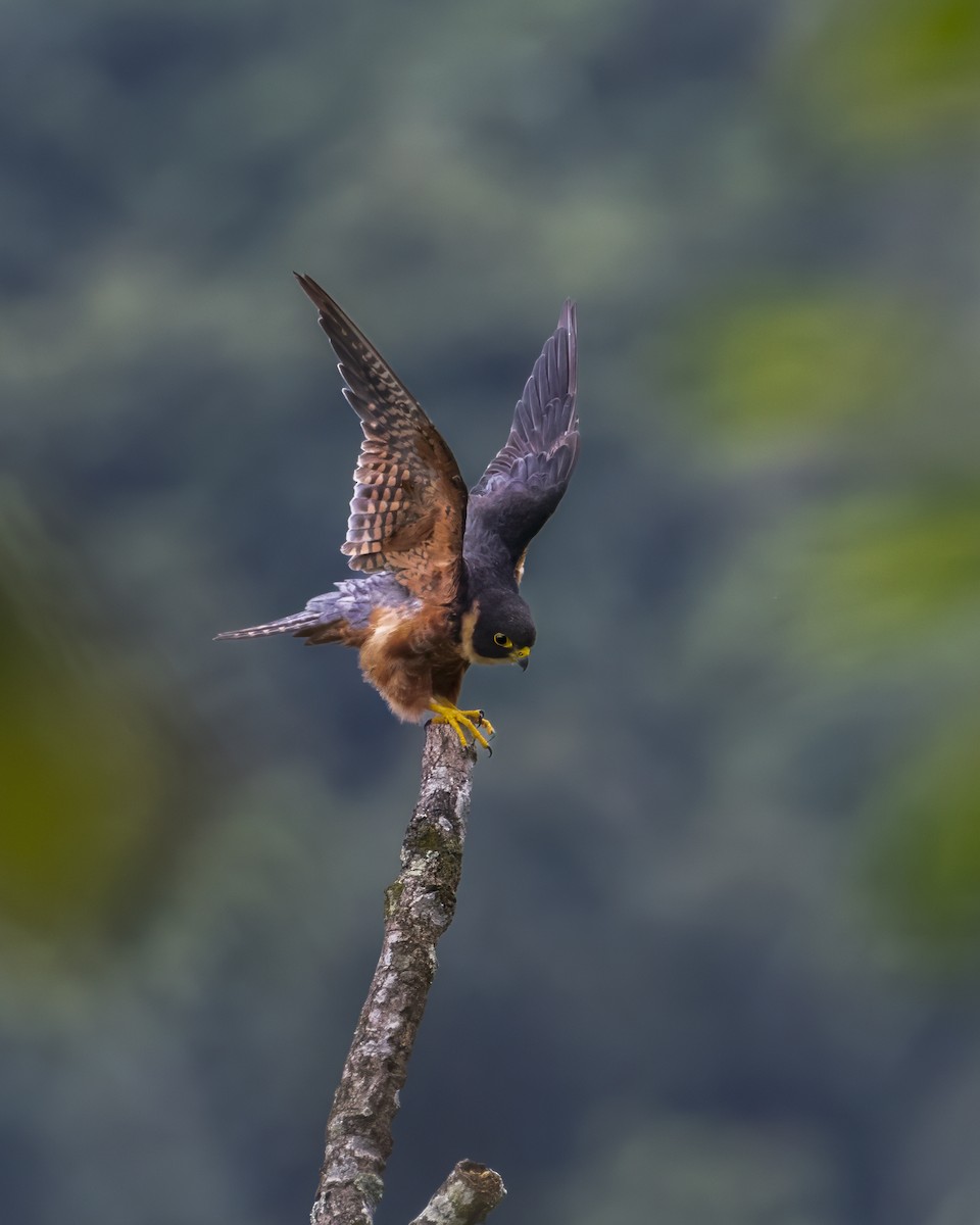 Oriental Hobby - ML640863289