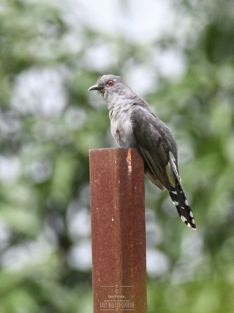 Graubauchkuckuck - ML640863377