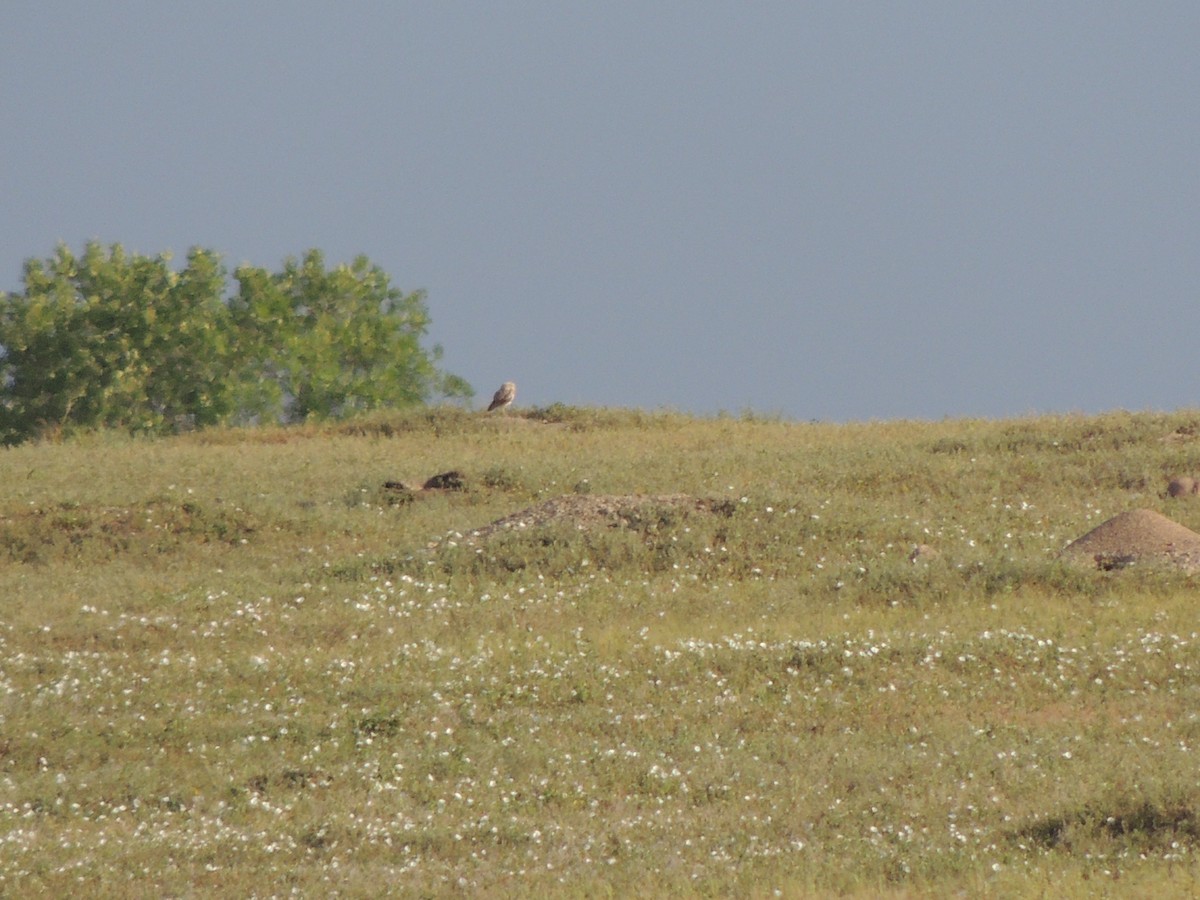 Burrowing Owl - ML640863391