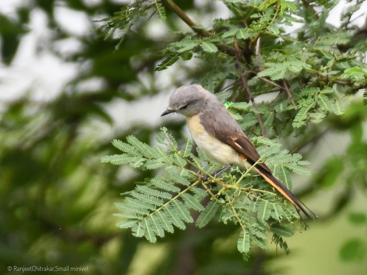 Small Minivet - ML640863447