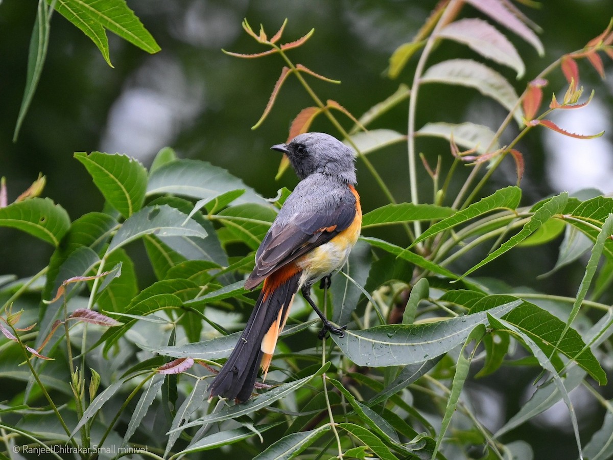 Small Minivet - ML640863448