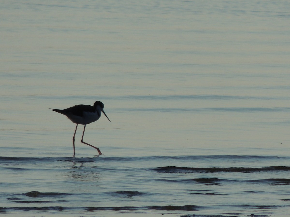 Black-necked Stilt - ML640863453