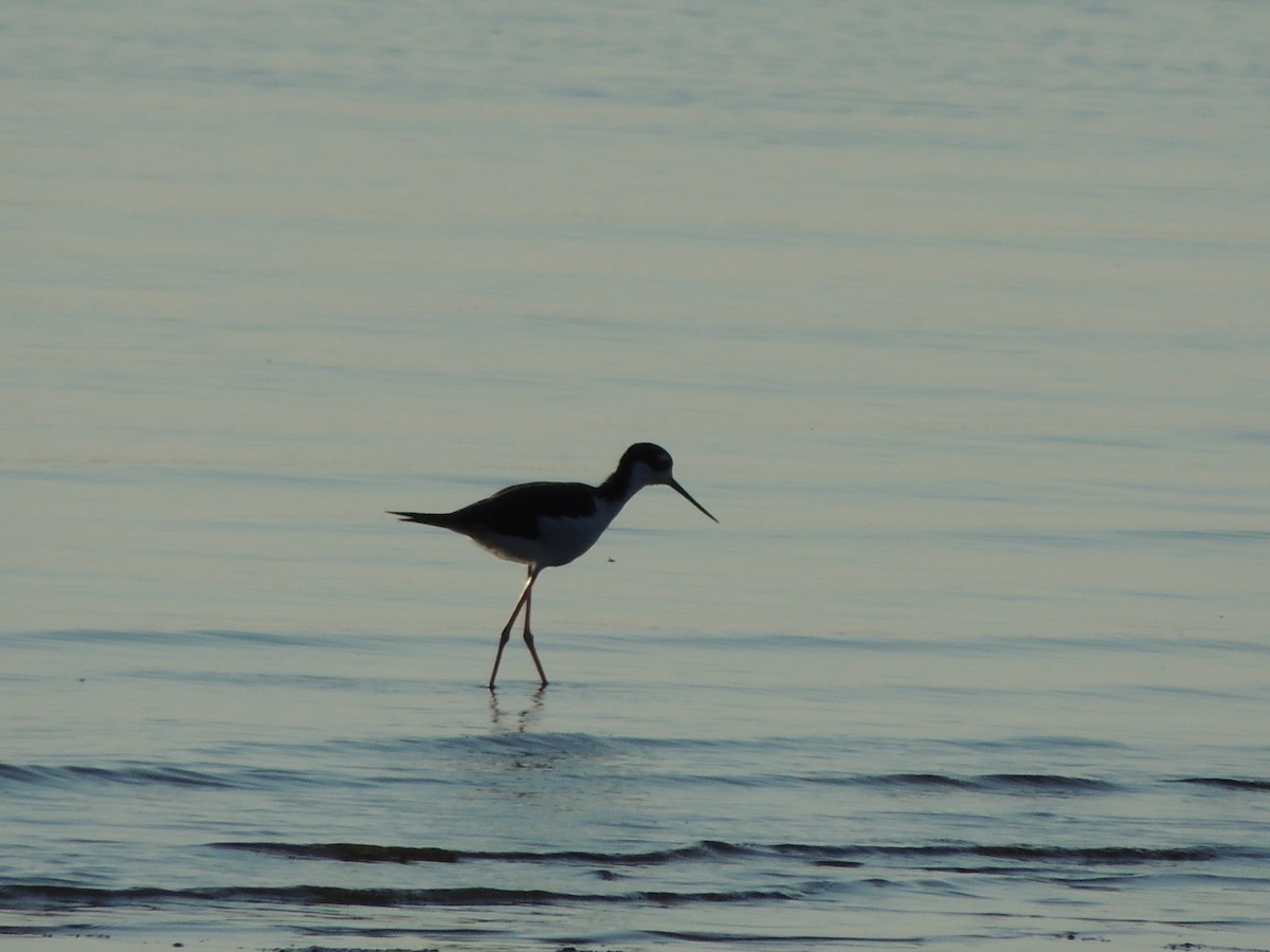 Black-necked Stilt - ML640863454