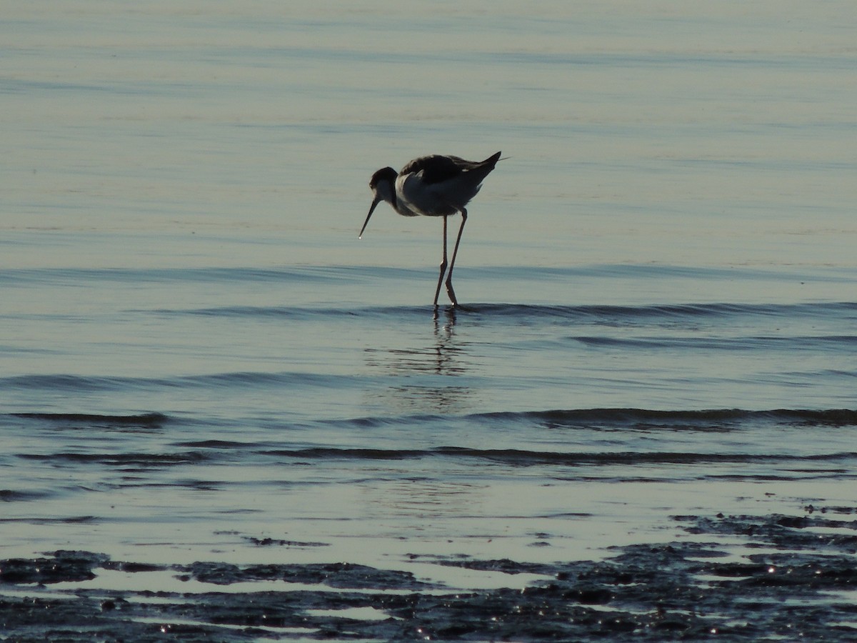 Black-necked Stilt - ML640863455