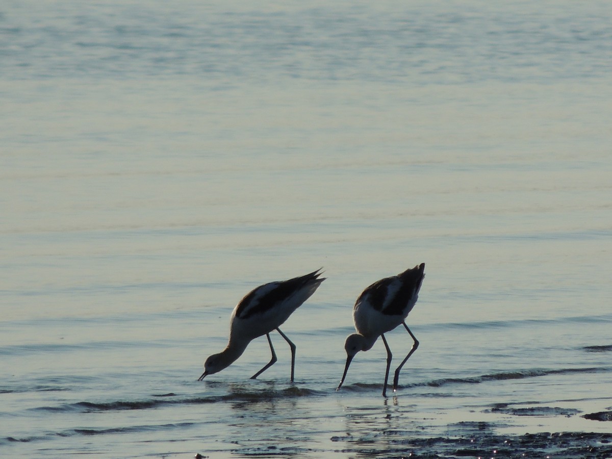 American Avocet - ML640863460
