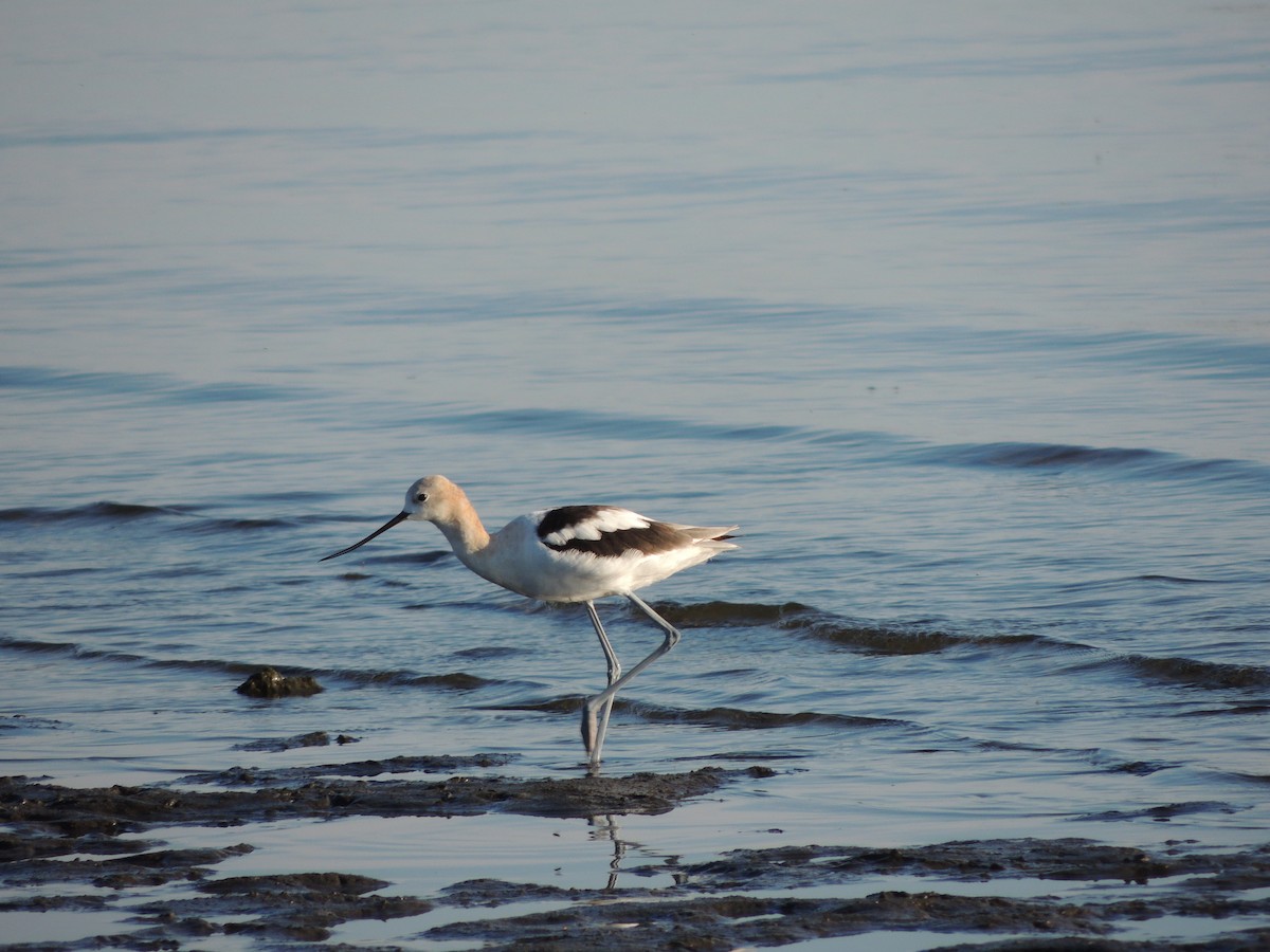 American Avocet - ML640863461
