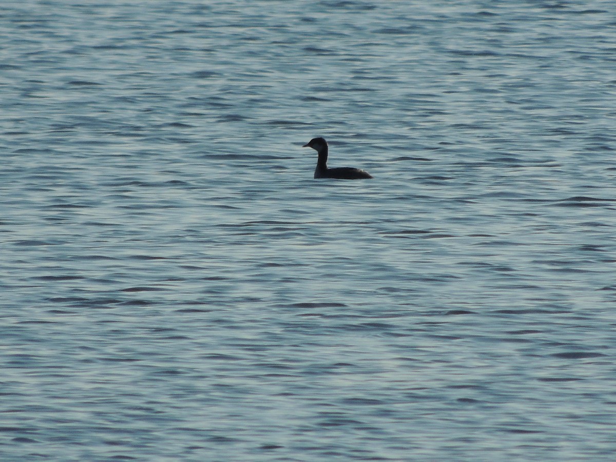 Red-necked Grebe - ML640863475