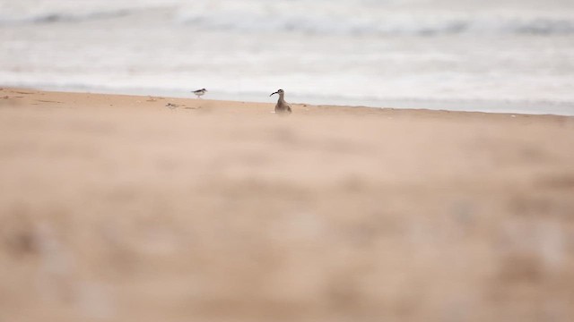 チュウシャクシギ - ML640863529