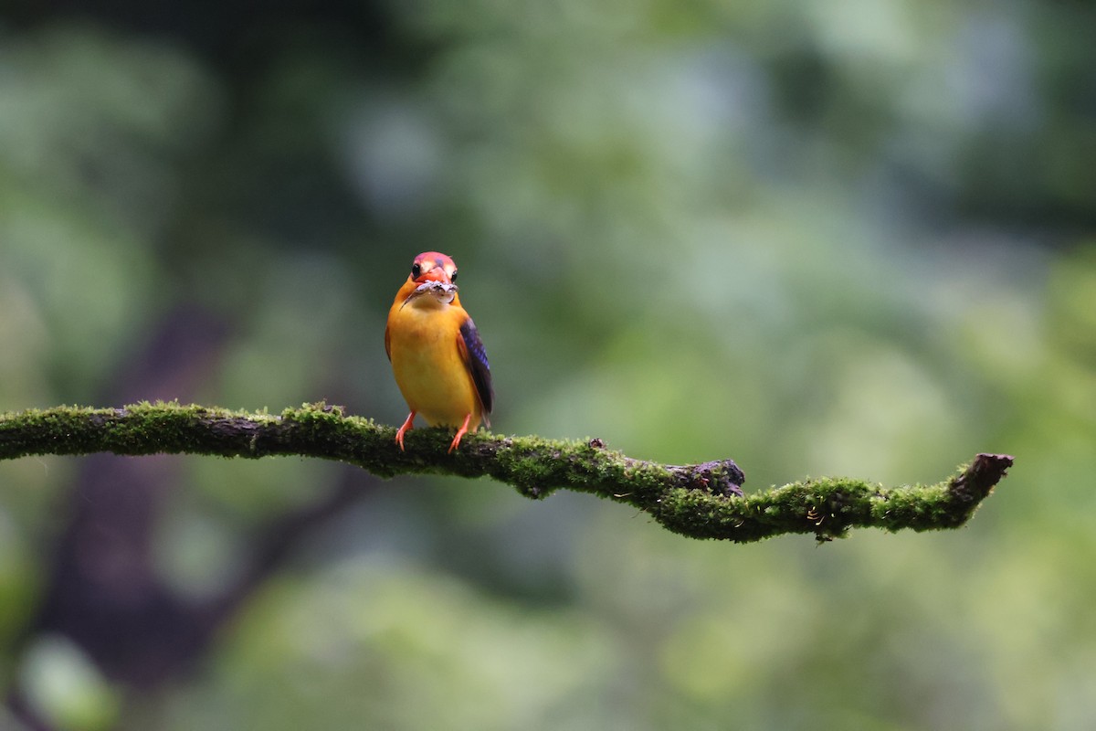 黑背三趾翠鳥 - ML640863533