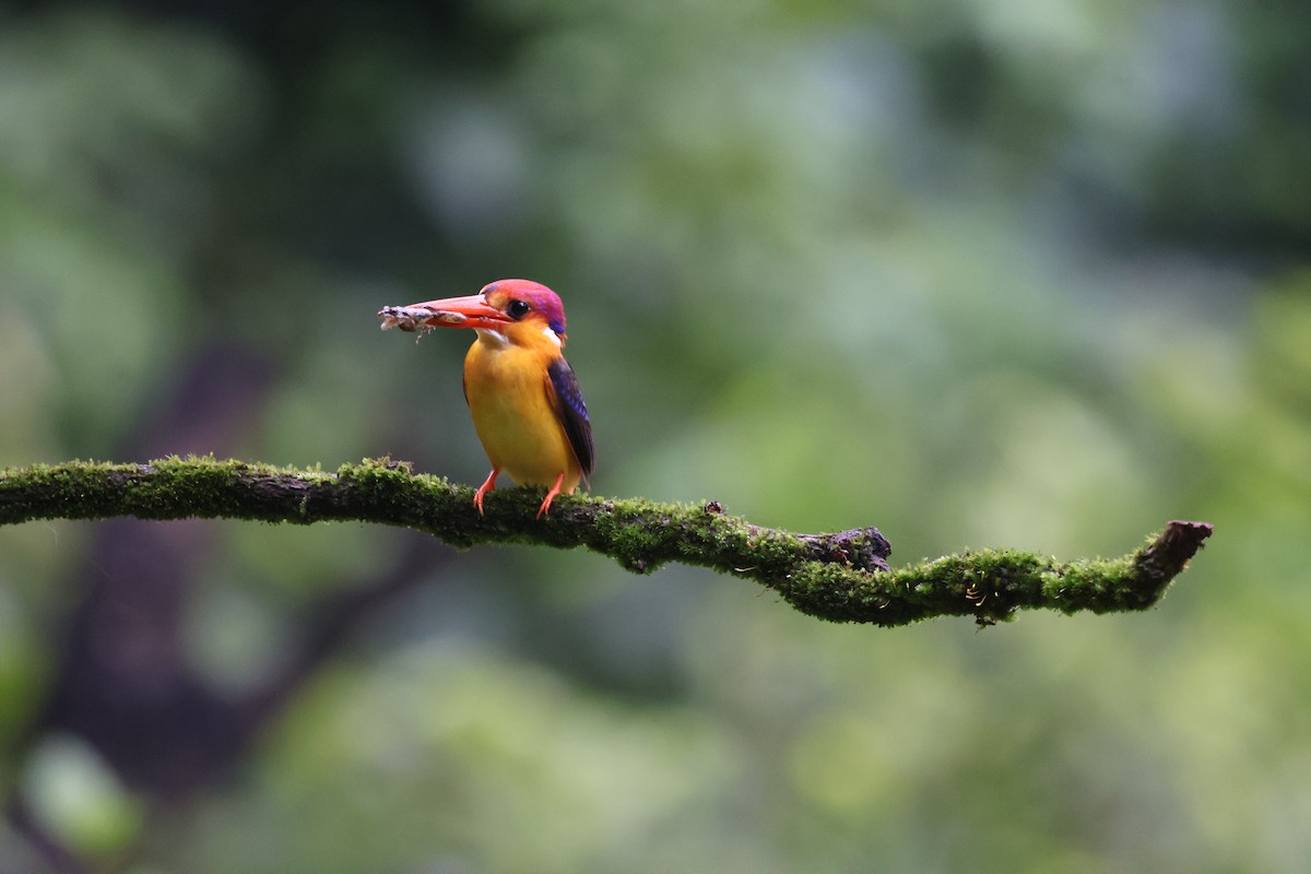 黑背三趾翠鳥 - ML640863534