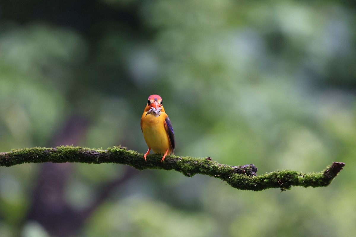 黑背三趾翠鳥 - ML640863535