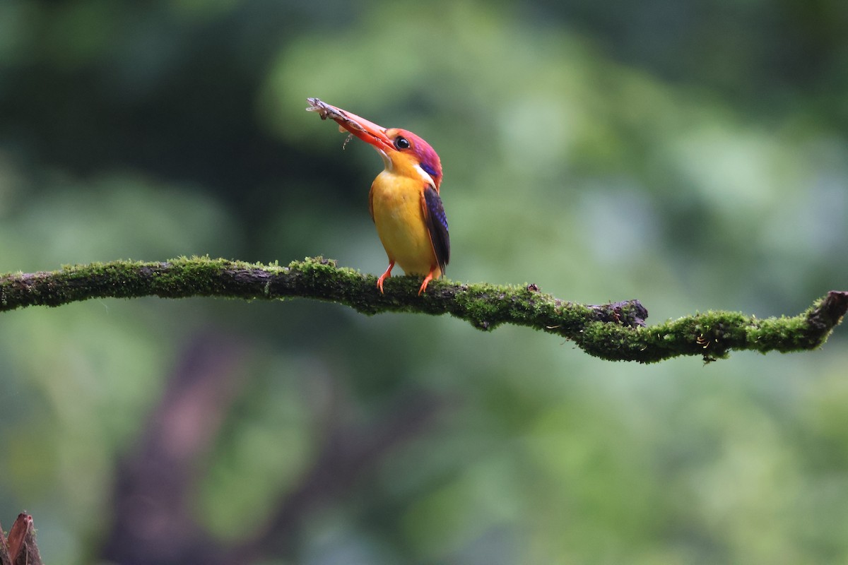 黑背三趾翠鳥 - ML640863536