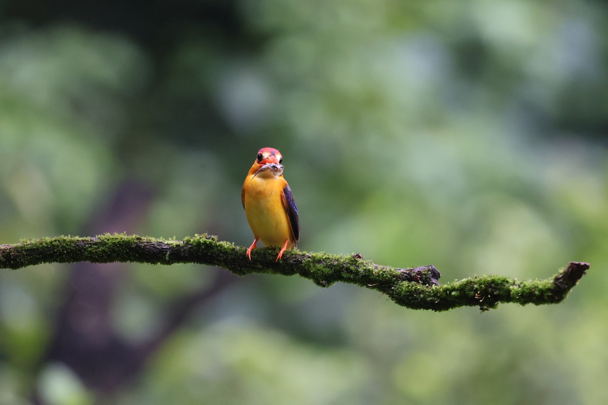 黑背三趾翠鳥 - ML640863537