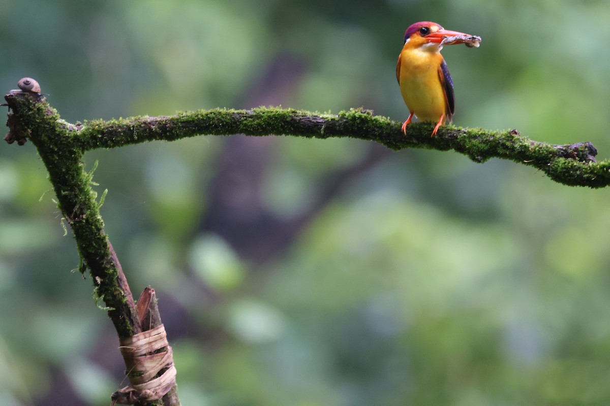 黑背三趾翠鳥 - ML640863538