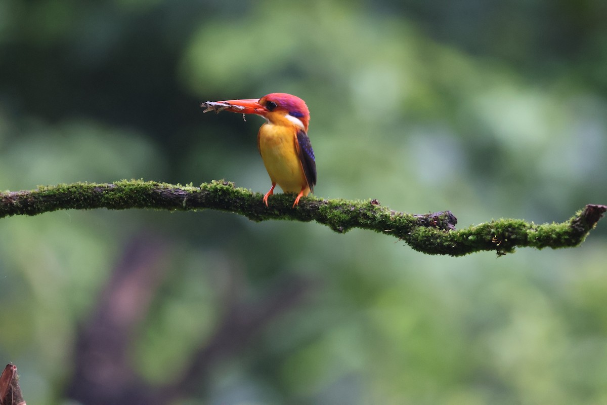 黑背三趾翠鳥 - ML640863539