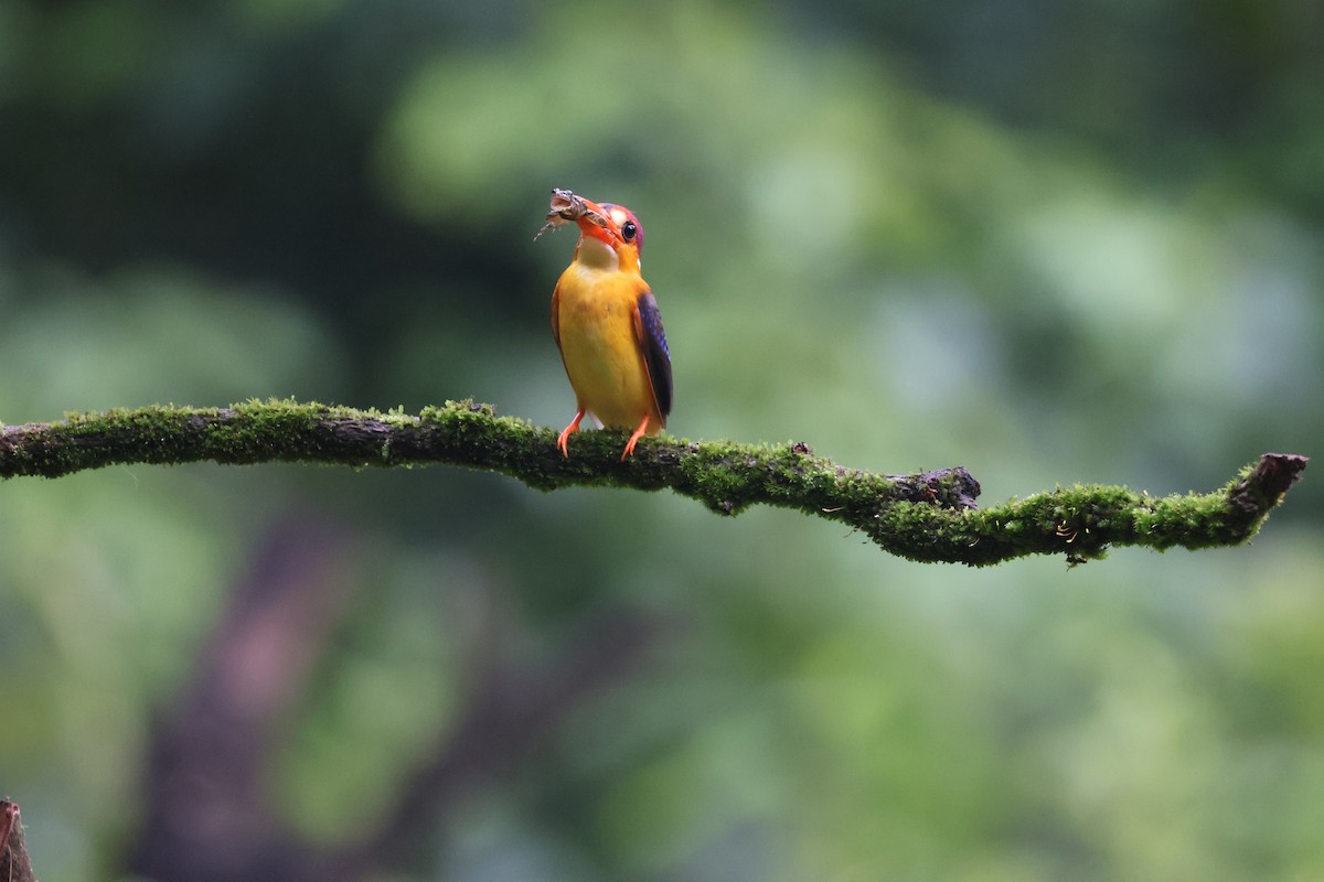 黑背三趾翠鳥 - ML640863541