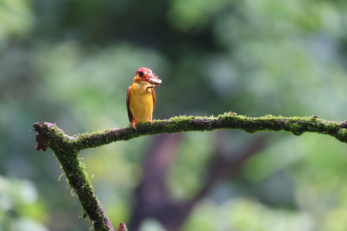 黑背三趾翠鳥 - ML640863547